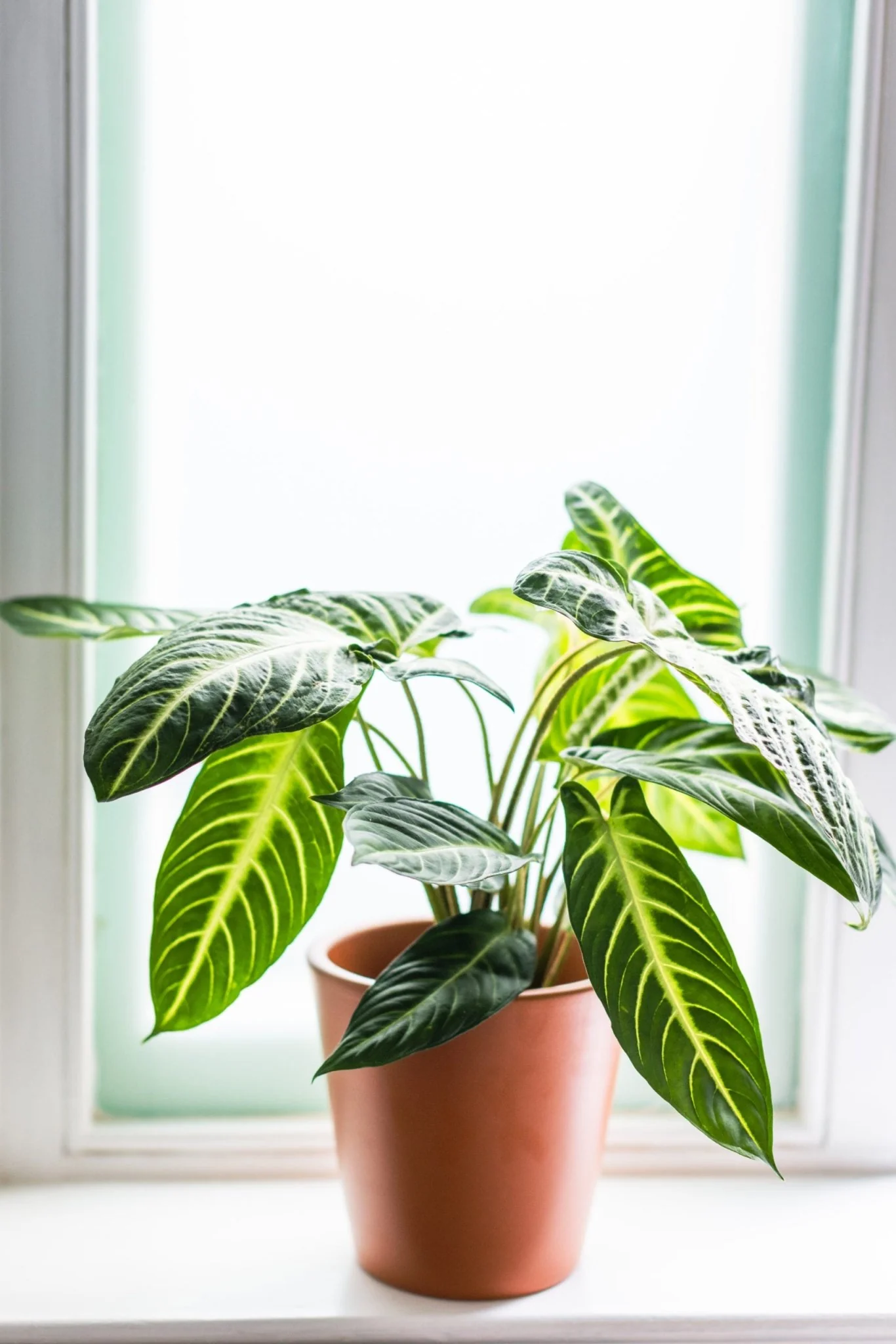 House Plants - Caladium - Lindenii