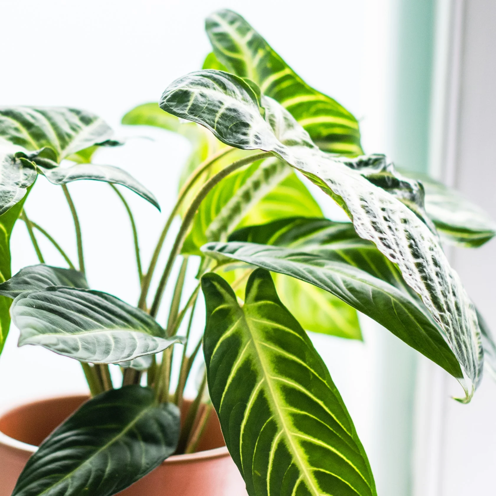 House Plants - Caladium - Lindenii - Image 3