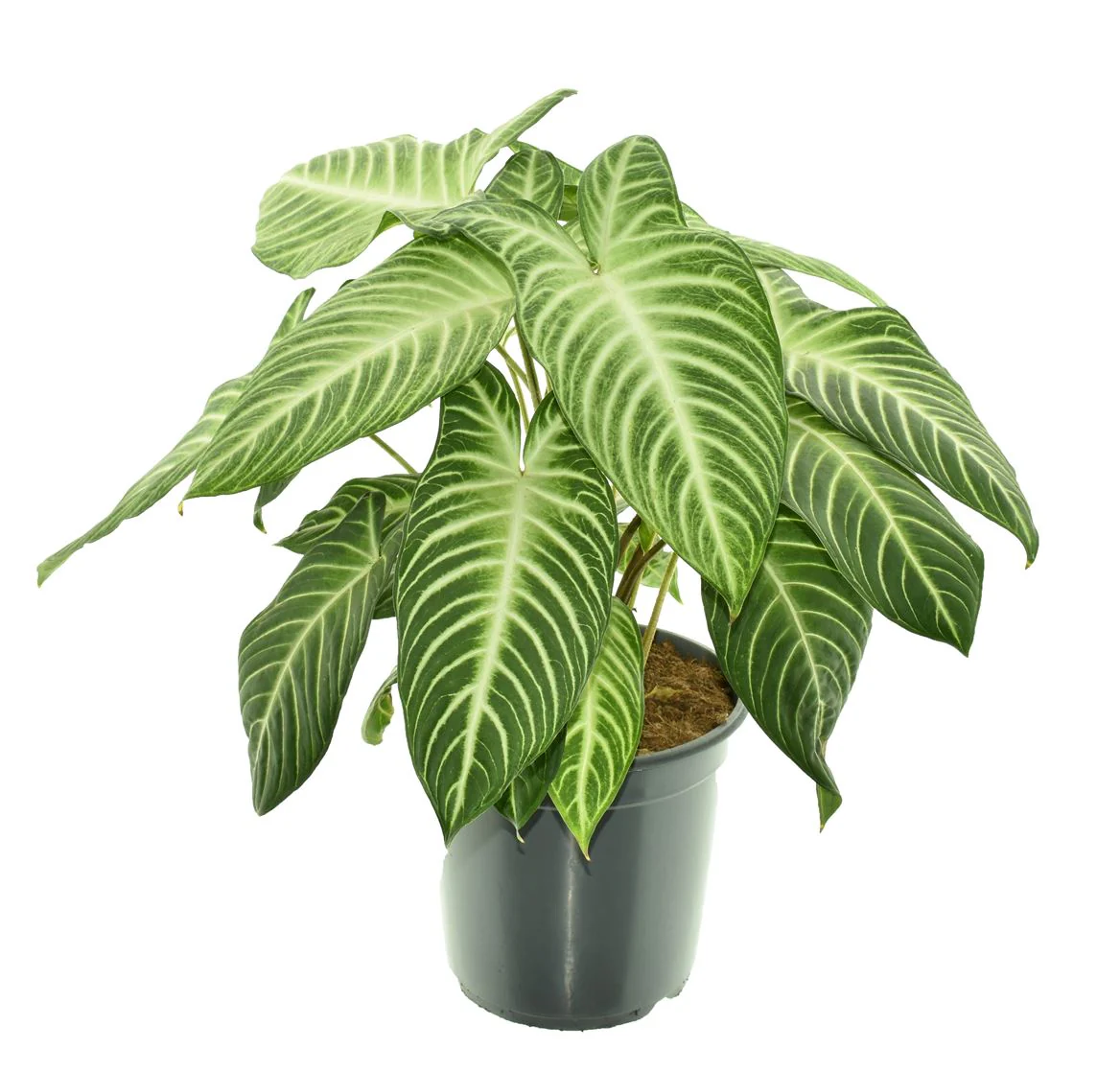 House Plants - Caladium - Lindenii - Image 4