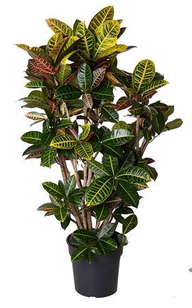 House Plants - Codiaeum - Variegatum - Image 10