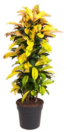House Plants - Codiaeum - Variegatum - Image 11