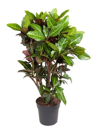 House Plants - Codiaeum - Variegatum - Image 12