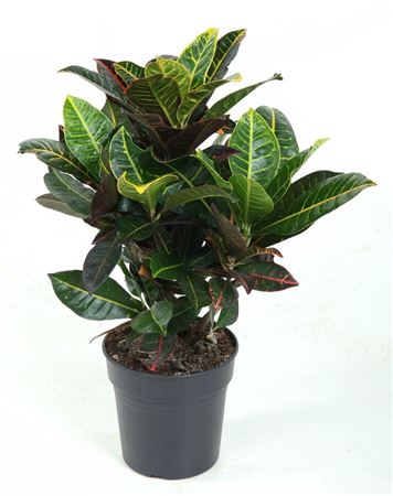 House Plants - Codiaeum - Variegatum - Image 3