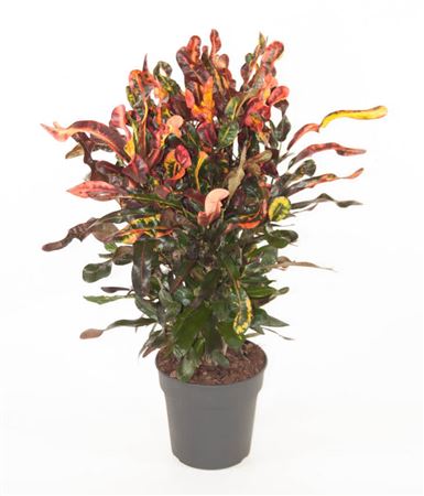 House Plants - Codiaeum - Variegatum - Image 4