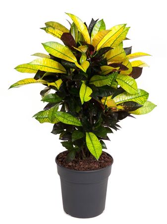 House Plants - Codiaeum - Variegatum - Image 5