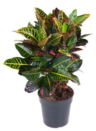 House Plants - Codiaeum - Variegatum - Image 6