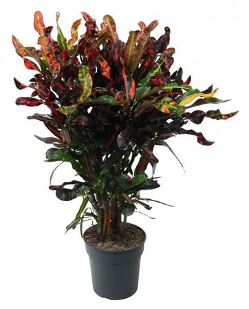 House Plants - Codiaeum - Variegatum - Image 7