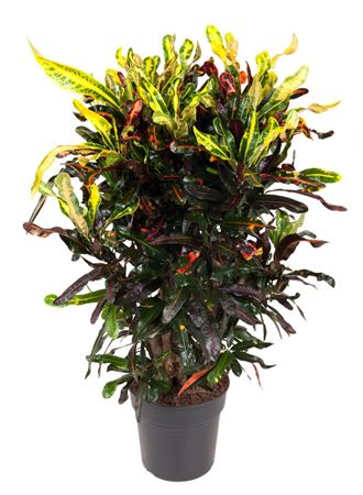 House Plants - Codiaeum - Variegatum - Image 8
