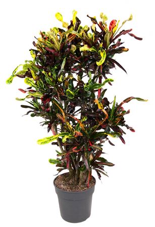 House Plants - Codiaeum - Variegatum - Image 9