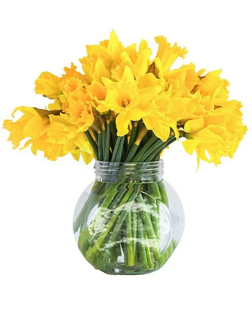Daffodils - Image 2