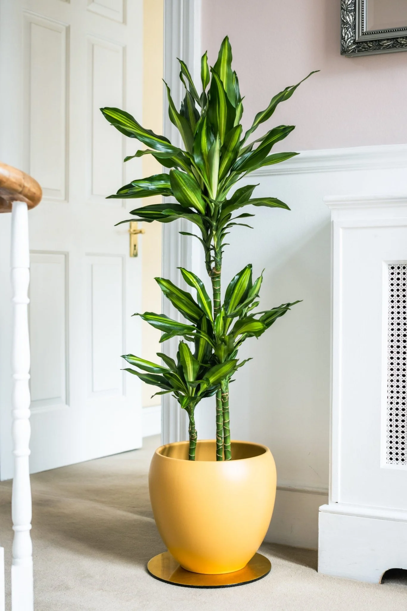 House Plants - Dracaena Fragrans - Cintho