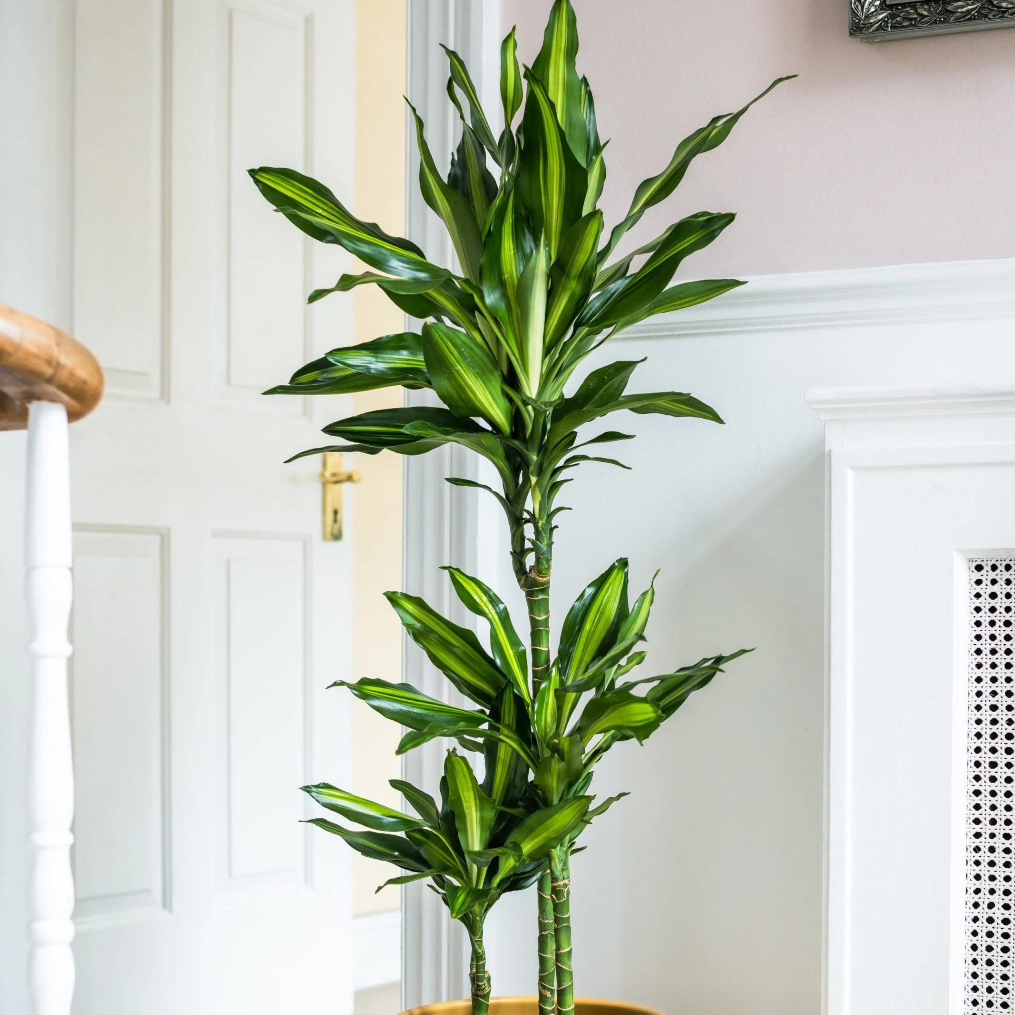 House Plants - Dracaena Fragrans - Cintho - Image 2