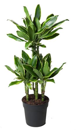 House Plants - Dracaena Fragrans - Gold Coast - Image 10