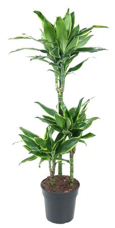 House Plants - Dracaena Fragrans - Gold Coast - Image 11