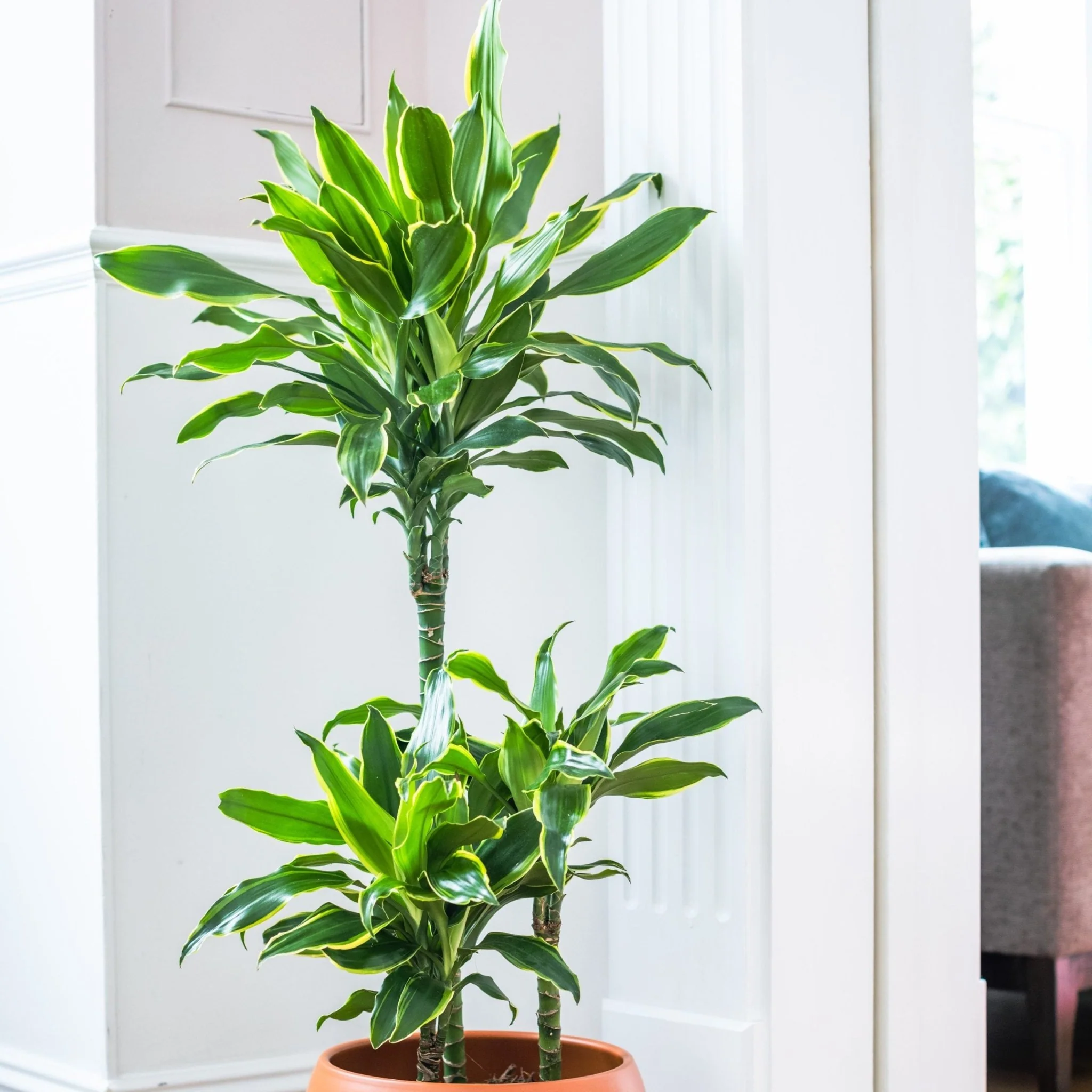 House Plants - Dracaena Fragrans - Gold Coast - Image 3