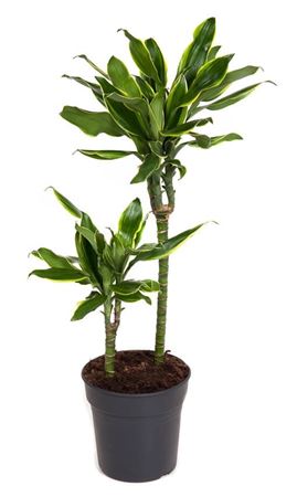 House Plants - Dracaena Fragrans - Gold Coast - Image 4
