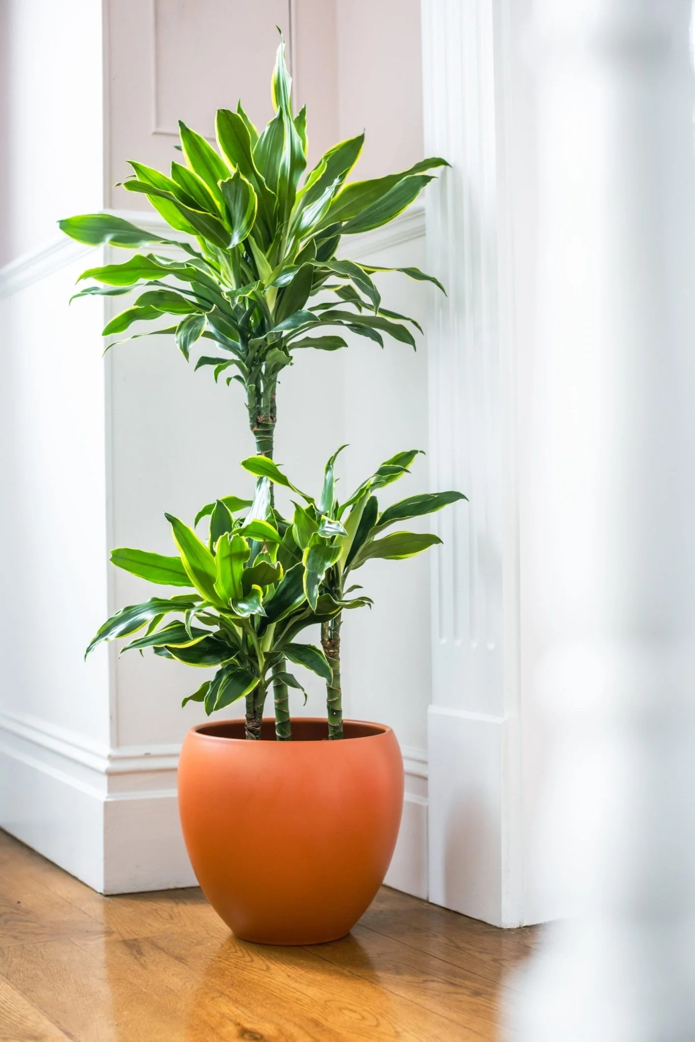House Plants - Dracaena Fragrans - Gold Coast - Image 5