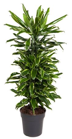 House Plants - Dracaena Fragrans - Gold Coast - Image 6