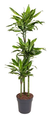 House Plants - Dracaena Fragrans - Gold Coast - Image 7