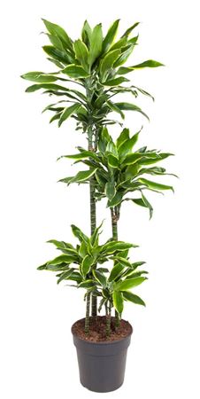 House Plants - Dracaena Fragrans - Gold Coast - Image 8