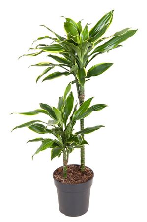 House Plants - Dracaena Fragrans - Gold Coast - Image 9