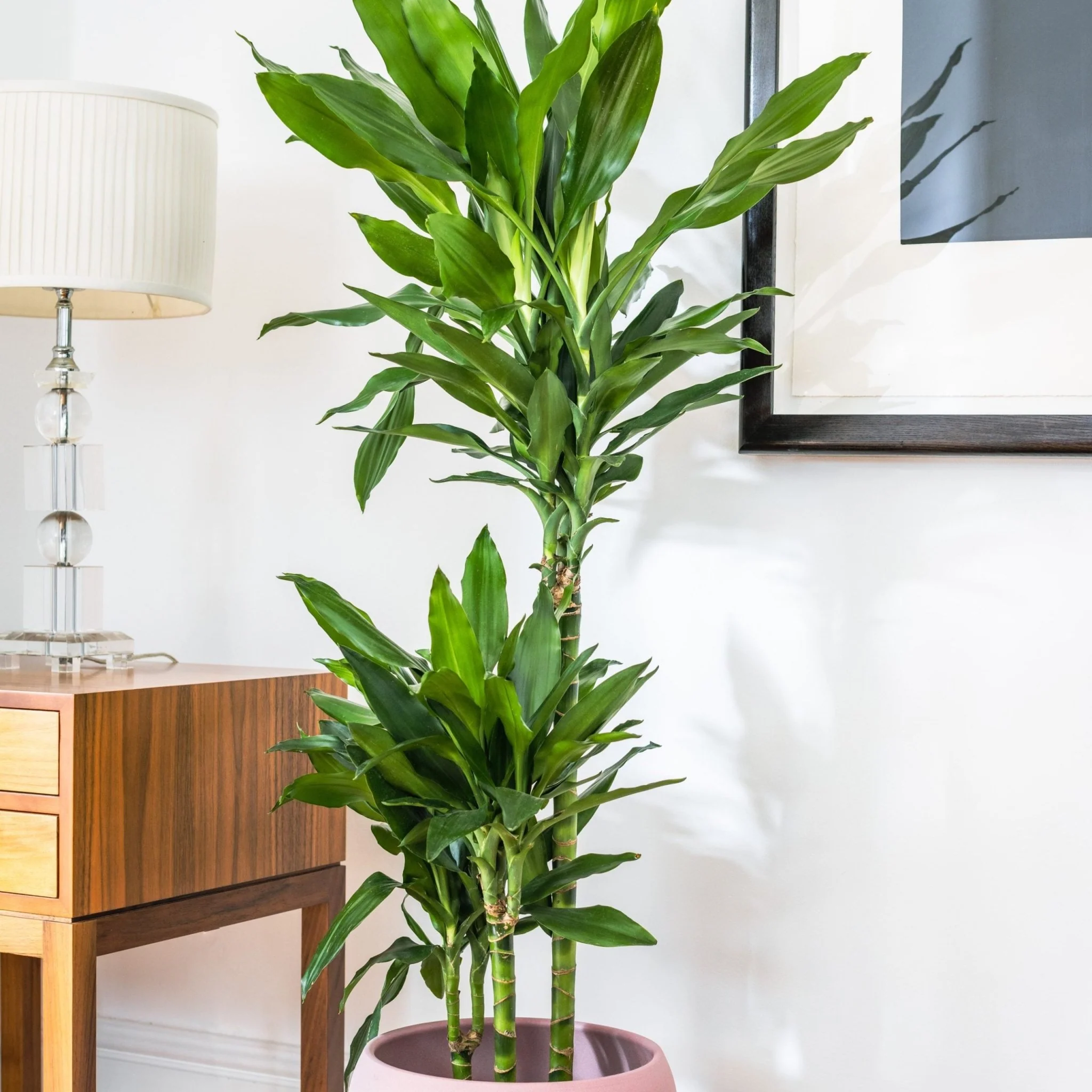 House Plants - Dracaena Fragrans - Janet Lind - Dragon Tree - Image 2