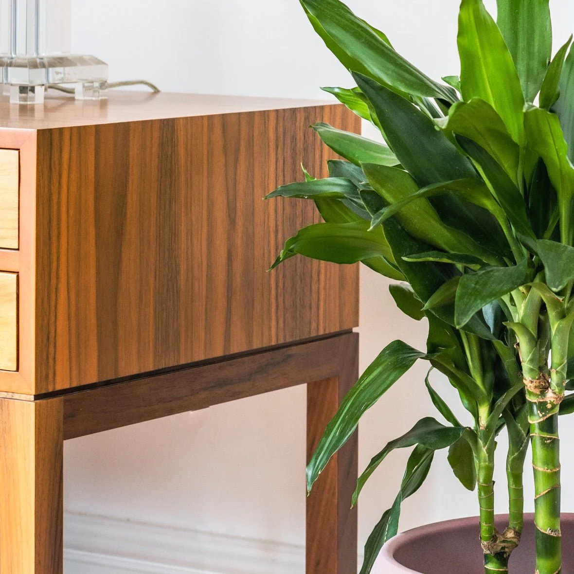 House Plants - Dracaena Fragrans - Janet Lind - Dragon Tree - Image 3