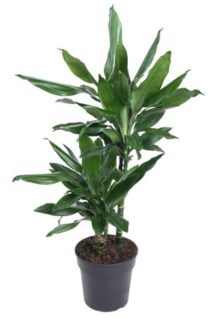 House Plants - Dracaena Fragrans - Janet Lind - Dragon Tree - Image 4