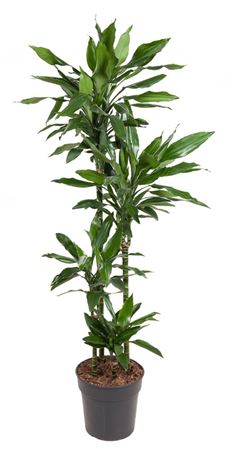 House Plants - Dracaena Fragrans - Janet Lind - Dragon Tree - Image 5