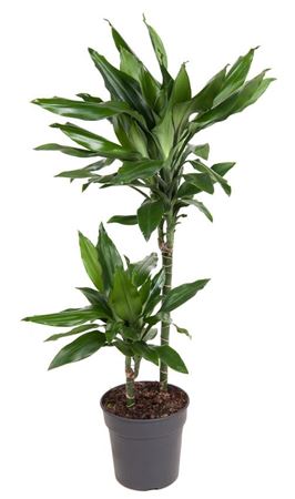 House Plants - Dracaena Fragrans - Janet Lind - Dragon Tree - Image 6