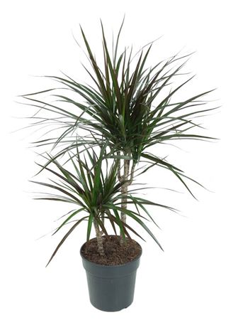 House Plants - Dracaena Marginata - Bicolour - Image 10