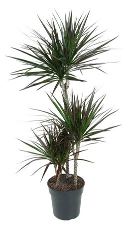 House Plants - Dracaena Marginata - Bicolour - Image 11