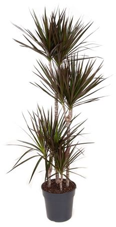 House Plants - Dracaena Marginata - Bicolour - Image 12