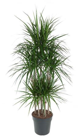 House Plants - Dracaena Marginata - Bicolour - Image 13