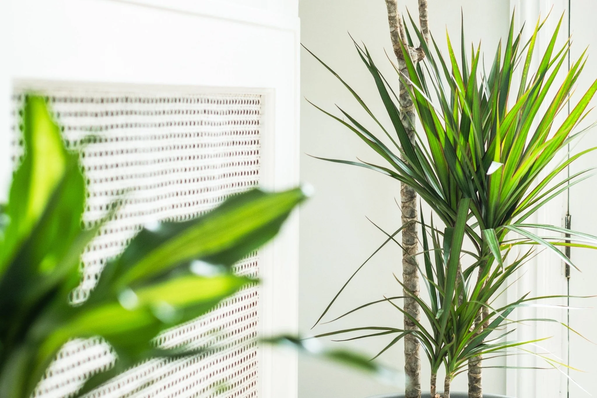 House Plants - Dracaena Marginata - Bicolour - Image 3