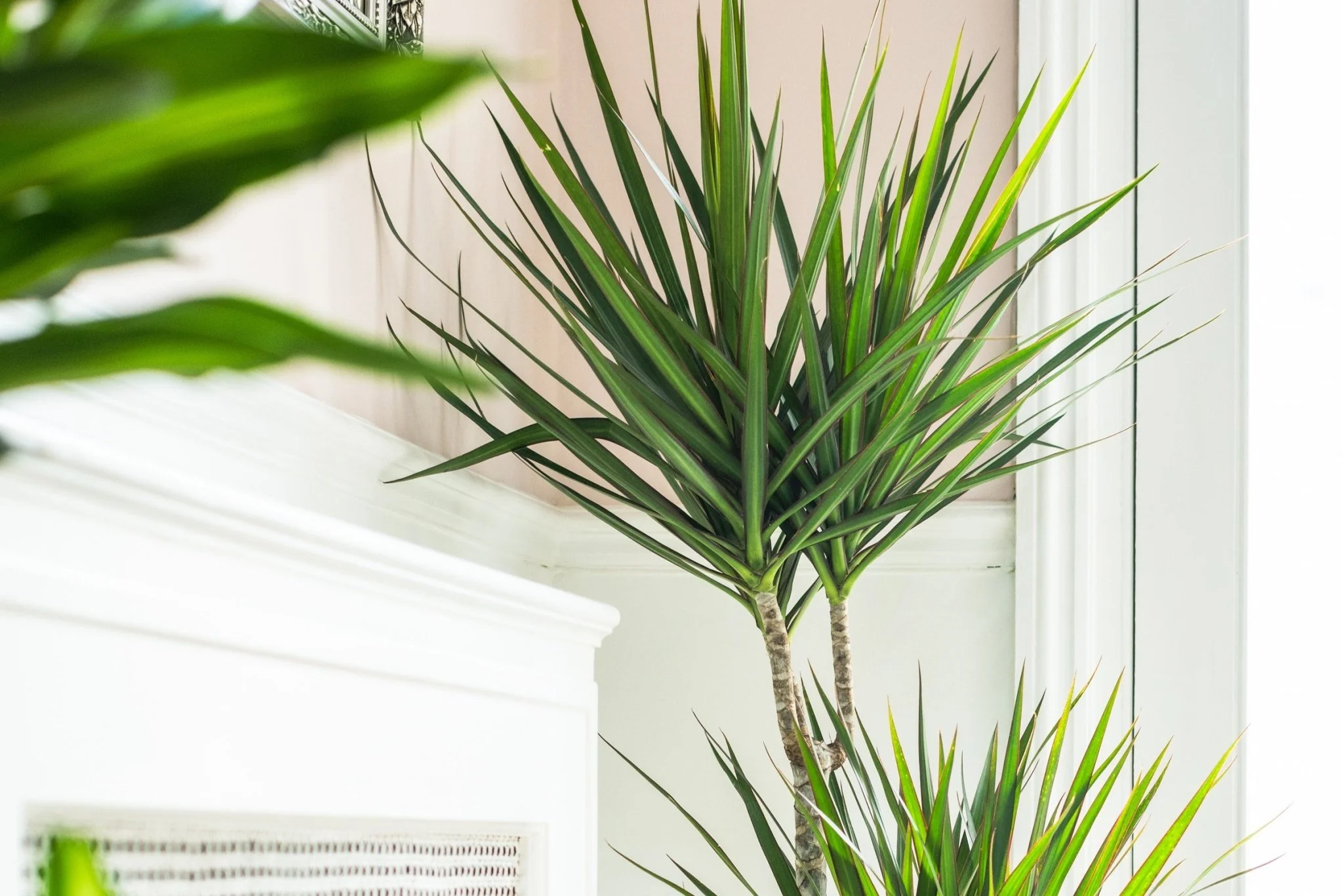 House Plants - Dracaena Marginata - Bicolour - Image 4