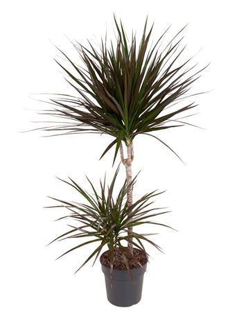 House Plants - Dracaena Marginata - Bicolour - Image 5