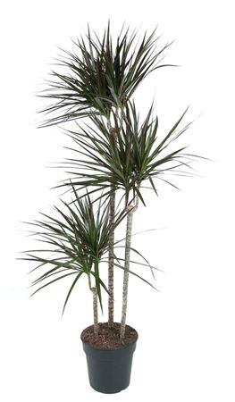 House Plants - Dracaena Marginata - Bicolour - Image 6