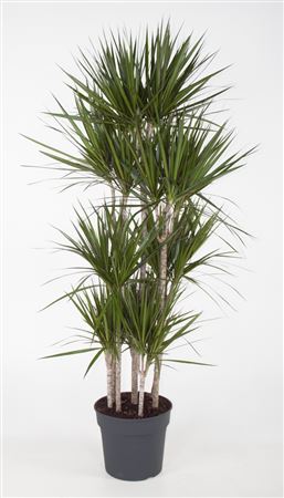 House Plants - Dracaena Marginata - Bicolour - Image 8