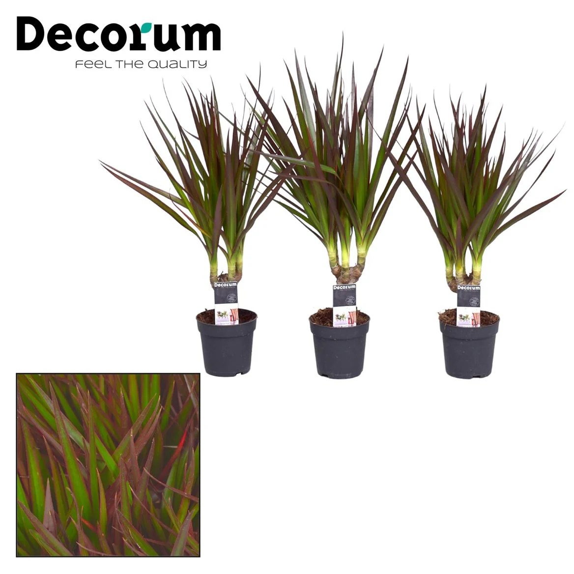 House Plants - Dracaena Marginata - Bicolour - Image 9