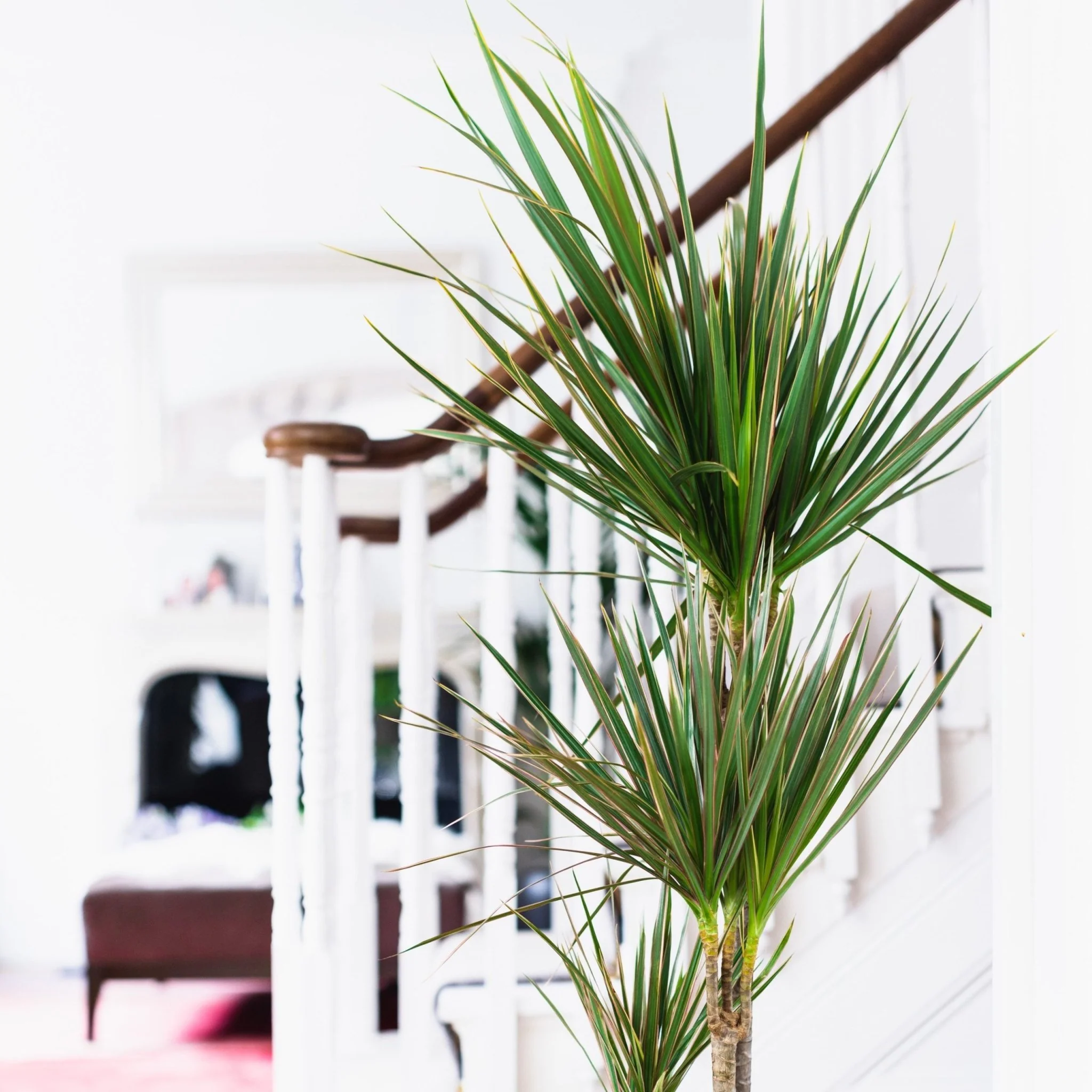 House Plants - Dracaena Marginata - Dragon Tree - Image 3