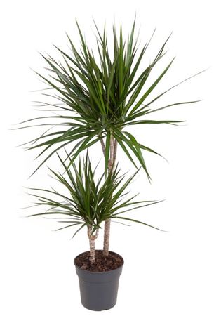 House Plants - Dracaena Marginata - Dragon Tree - Image 4
