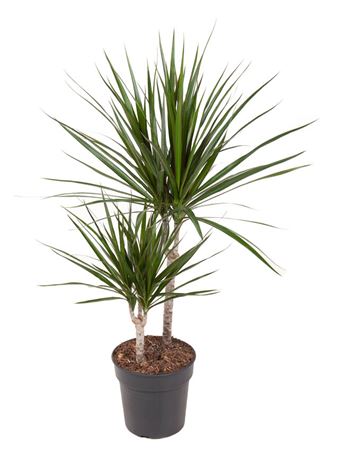 House Plants - Dracaena Marginata - Dragon Tree - Image 5
