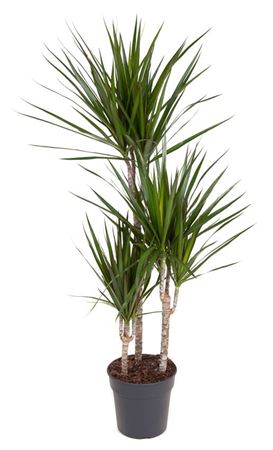 House Plants - Dracaena Marginata - Dragon Tree - Image 6
