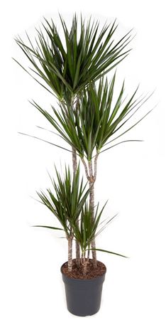 House Plants - Dracaena Marginata - Dragon Tree - Image 7