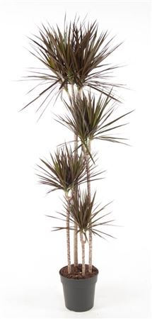 House Plants - Dracaena Marginata - Dragon Tree - Image 8