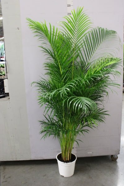 House Plants - Dypsis Lutscens - Areca Palm - Image 10