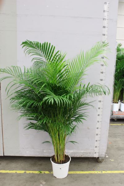 House Plants - Dypsis Lutscens - Areca Palm - Image 11