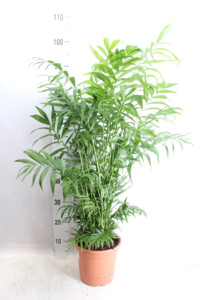 House Plants - Dypsis Lutscens - Areca Palm - Image 12