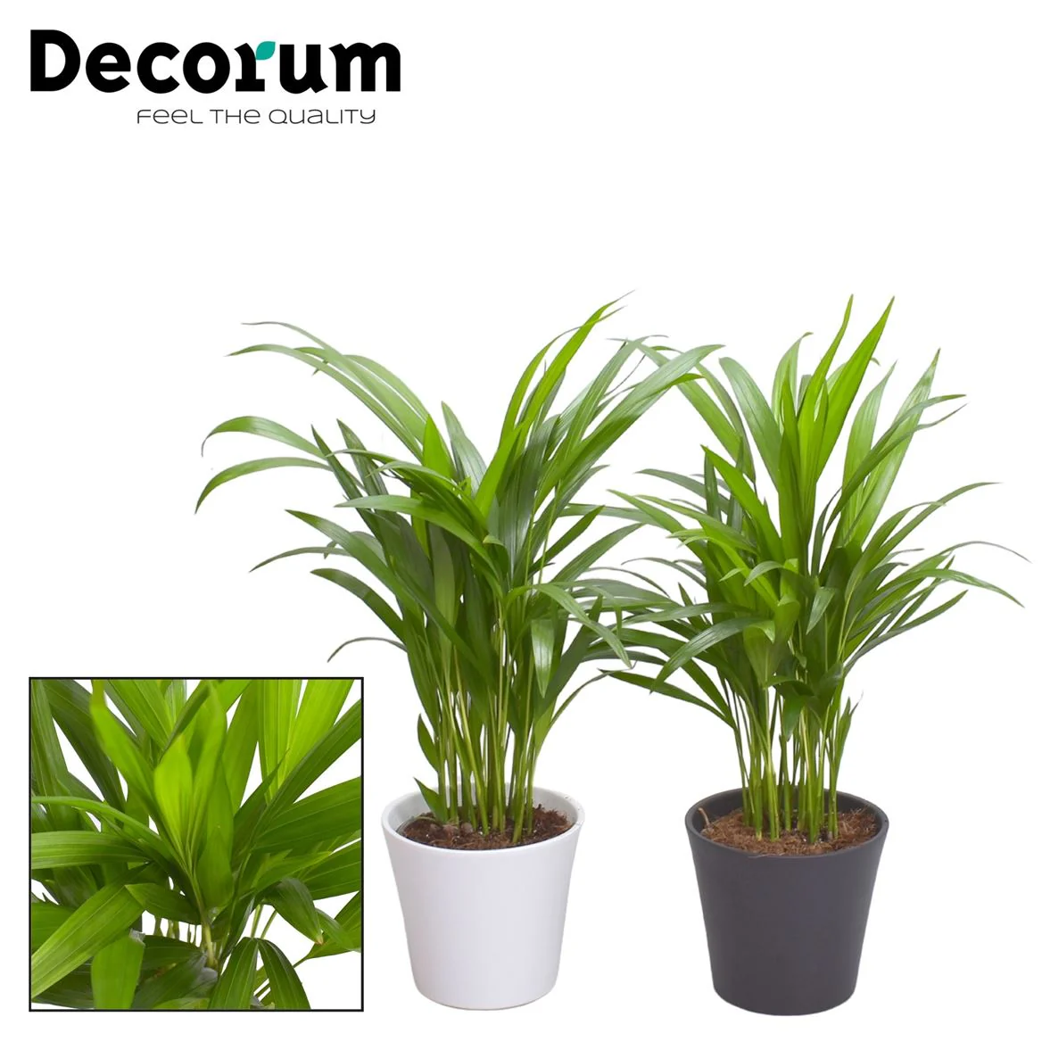 House Plants - Dypsis Lutscens - Areca Palm - Image 13